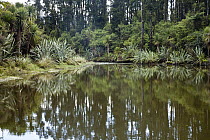 Cabbage Tree (Cordyline australis), New Zealand Flax (Phormium sp), and Kahikatea Tree (Podocarpus dacrydioides) forest along river, Okarito, New Zealand
