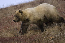 Grizzly Bear (Ursus arctos horribilis) sow, Alaska