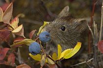 Northern Red-backed Vole (Clethrionomys rutilus) eating blueberry, Alaska