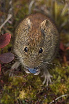 Northern Red-backed Vole (Clethrionomys rutilus) eating blueberry, Alaska