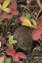 Northern Red-backed Vole (Clethrionomys rutilus) in strawberry plants, Alaska