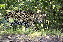 Jaguar (Panthera onca) walking on riverbank, Cuiaba River, Brazil