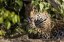 Jaguar (Panthera onca) grooming, Cuiaba River, Brazil