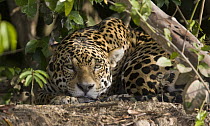 Jaguar (Panthera onca), Cuiaba River, Brazil
