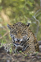 Jaguar (Panthera onca) growling, Cuiaba River, Brazil