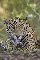 Jaguar (Panthera onca) grooming, Cuiaba River, Brazil