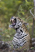 Jaguar (Panthera onca) yawning, Cuiaba River, Brazil