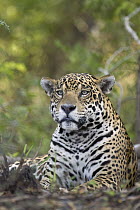 Jaguar (Panthera onca), Cuiaba River, Brazil