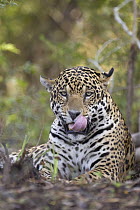 Jaguar (Panthera onca) licking itself, Cuiaba River, Brazil
