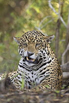 Jaguar (Panthera onca) growling, Cuiaba River, Brazil