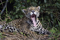 Jaguar (Panthera onca) yawning, Cuiaba River, Brazil