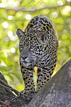 Jaguar (Panthera onca) one year old cub, Cuiaba River, Brazil