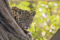 Jaguar (Panthera onca) one year old cub, Cuiaba River, Brazil