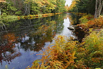 Mersey River in fall, Kejimkujik National Park, Nova Scotia, Canada