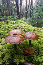Eastern Flat-topped Mushroom (Agaricus placomyces) group, Kejimkujik National Park, Nova Scotia, Canada