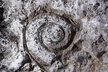 Nautilus fossil, Table Point Ecological Reserve, Canada