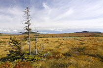 Plain vegetation on lower tablelands, Gros Morne National Park, Newfoundland, Canada