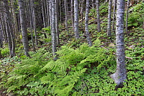 Black Spruce (Picea mariana) forest, Gros Morne National Park, Newfoundland, Canada