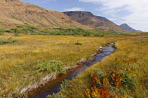 Stream through meadow in The Tablelands region, Gros Morne National Park, Newfoundland, Canada