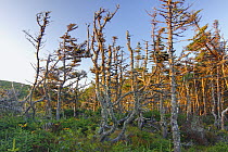Black Spruce (Picea mariana) forest, Sandbanks Provincial Park, Newfoundland, Canada