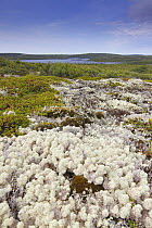 Reindeer Moss (Cladonia rangiferina) on tundra, southern Labrador, Canada
