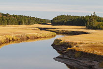 Salt marsh and river, Cape Enrage, Bay of Fundy, New Brunswick, Canada