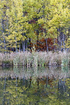 Quaking Aspen (Populus tremuloides) trees along water in autumn, Nova Scotia, Canada