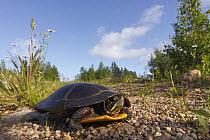 Painted Turtle (Chrysemys picta), Nova Scotia, Canada