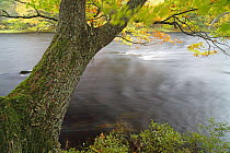 Northern Red Oak (Quercus rubra) along Mersey River, Kejimkujik National Park, Nova Scotia, Canada