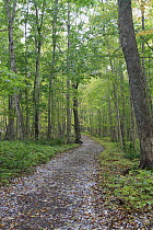 Sugar Maple (Acer saccharum) forest and trail, Cape Breton Highlands National Park, Nova Scotia, Canada