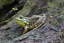 Northern Green Frog (Rana clamitans melanota) on tree trunk, Nova Scotia, Canada