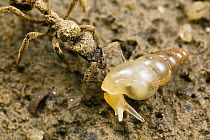 Ant (Formicidae) predating on snail, Ecuador