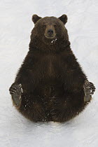 Brown Bear (Ursus arctos) holding cold feet, Bavaria, Germany