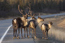Caribou (Rangifer tarandus) family near road, Slana, Alaska