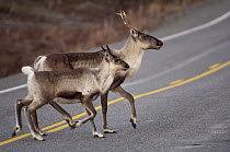 Caribou (Rangifer tarandus) mother and calf crossing road, Slana, Alaska