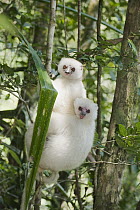 Silky Sifaka (Propithecus candidus) female and young, Marojejy National Park, Madagascar