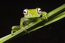 Mantellid Frog (Boophis englaenderi), Marojejy National Park, Madagascar