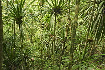 Screw Pine (Pandanus sp) forest, Marojejy National Park, Madagascar
