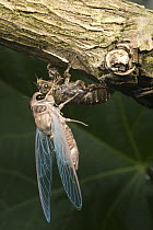 Cicada (Fidicina chlorogena) shedding skin, Marojejy National Park, Madagascar