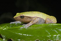Mantellid Frog (Mantellidae), Marojejy National Park, Madagascar