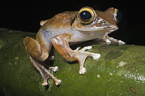 Madagascar Bright-eyed Frog (Boophis madagascariensis), Marojejy National Park, Madagascar