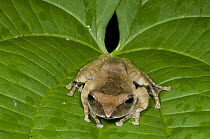 Mantellid Frog (Mantidactylus luteus), Marojejy National Park, Madagascar