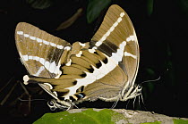Swallowtail (Papilionidae) butterflies mating, Marojejy National Park, Madagascar