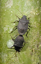 Shield Bug (Acanthosomatidae) pair mating, Marojejy National Park, Madagascar
