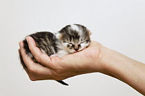Domestic Cat (Felis catus) newborn in woman's hand, Germany
