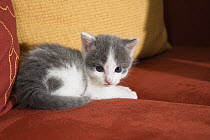 Domestic Cat (Felis catus) kitten on sofa, Germany