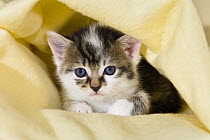 Domestic Cat (Felis catus) kitten with blue eyes, on sofa, Germany