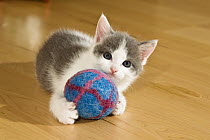 Domestic Cat (Felis catus) kitten with blue eyes, playing with ball, Germany