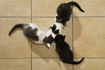 Domestic Cat (Felis catus) kittens drinking milk, Germany