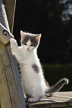 Domestic Cat (Felis catus) kitten in garden, Germany